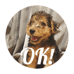 [LINEスタンプ] Baby welsh terrier