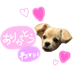 [LINEスタンプ] キャバチワぷんたのスタンプ