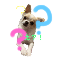[LINEスタンプ] ペェシィココ