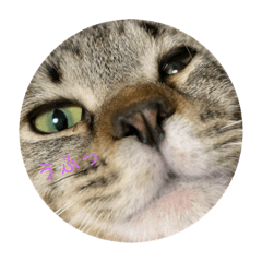 [LINEスタンプ] パズー元保護猫
