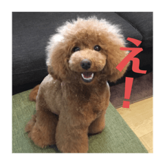 [LINEスタンプ] 私の愛犬ちゃんスタンプ2