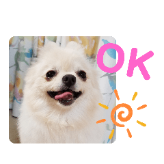 [LINEスタンプ] ポメラニアンこまち