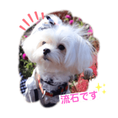 [LINEスタンプ] おんなのさしすせそ