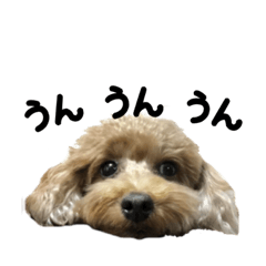 [LINEスタンプ] ペコくんの日常 2  シンプルバージョン