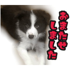 [LINEスタンプ] ボーダーコリーのアルトくん（パピー編）