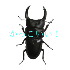 [LINEスタンプ] カブト、クワガタたちのスタンプです！
