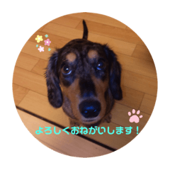 [LINEスタンプ] ダックスフンド テンちゃん