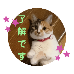 [LINEスタンプ] TENKOにゃんずฅ3