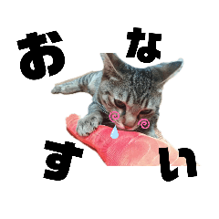 あずき＆あんこ＆おはぎ＆まめ②