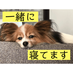 [LINEスタンプ] さんさんとおび