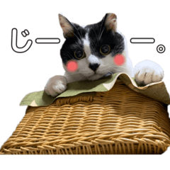 [LINEスタンプ] 林家の愛されモノクロねこ