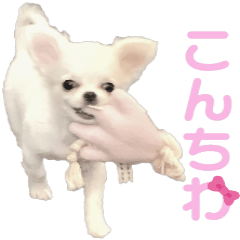 [LINEスタンプ] チワワのすず