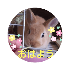 [LINEスタンプ] うさぎのゆずちゃん その2