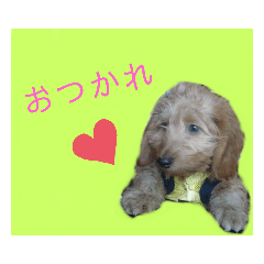 [LINEスタンプ] ダックス華スタンプ