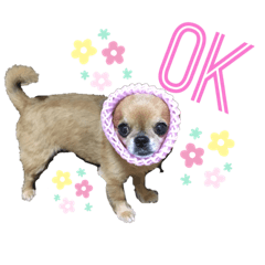 [LINEスタンプ] あんず☆うり☆のこ