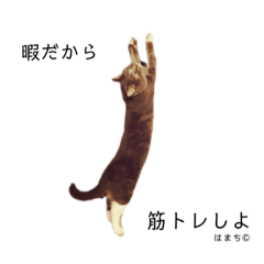 [LINEスタンプ] はまち君