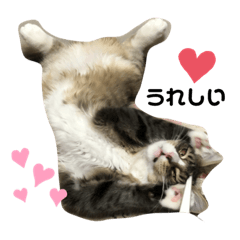 [LINEスタンプ] メインクーンのシャケちゃん
