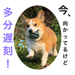 [LINEスタンプ] ルフィーと語る楽しいLINEスタンプ！第一弾