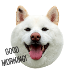 [LINEスタンプ] 柴犬BAY