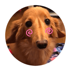 [LINEスタンプ] ✳︎セブン✳︎