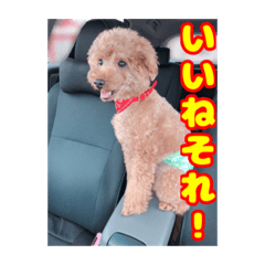 [LINEスタンプ] 我が家のわんこ(あられ・くうVer.)1