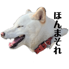 [LINEスタンプ] 若干使い勝手がよくなった白柴ハクスタンプ