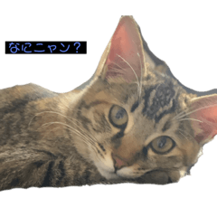 [LINEスタンプ] ねこだって喋るニャン