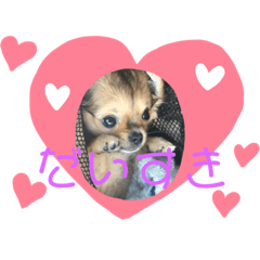 [LINEスタンプ] チワワのつぶちゃん