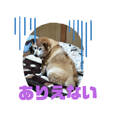 [LINEスタンプ] 柴犬・乃亜ちゃん4