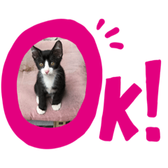 [LINEスタンプ] 今日の野良猫1