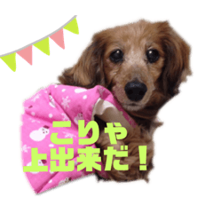 [LINEスタンプ] らんらんワンワンソロスタンプ♫