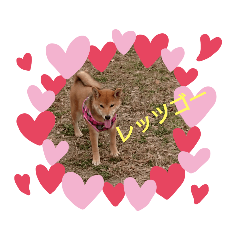 [LINEスタンプ] 柴犬の子犬「華」
