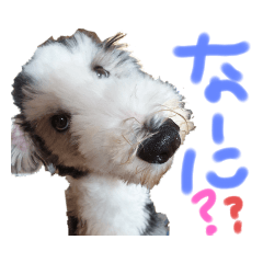 [LINEスタンプ] ビアデッドコリー（ビアディー）さぶろー