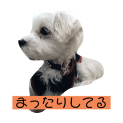[LINEスタンプ] マルチーズの子犬「シロン」