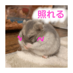 [LINEスタンプ] ぽんちゃんハムちゃんず