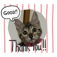 [LINEスタンプ] 子猫のきょんSpecial
