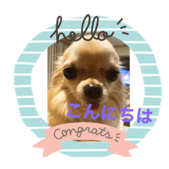 [LINEスタンプ] チョコとルナスタンプ