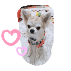 [LINEスタンプ] とろろだょ♡♡