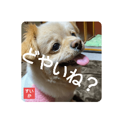 [LINEスタンプ] 男まえ！すいか。