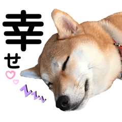 [LINEスタンプ] 柴犬あんず ver.4