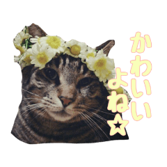 [LINEスタンプ] かずれもんの家のにゃんこ