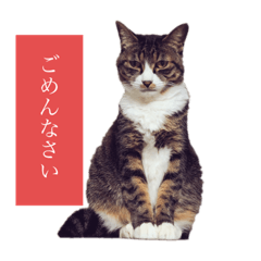 [LINEスタンプ] ドラミとマルコ