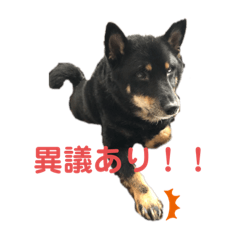 [LINEスタンプ] ある芝犬の日常