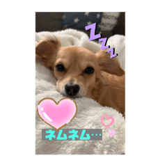 [LINEスタンプ] チワックス もずくちゃんのスタンプ