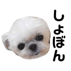 [LINEスタンプ] うりぼう3日常