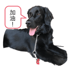 [LINEスタンプ] フィギーの中国ライフ