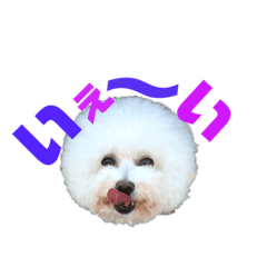 [LINEスタンプ] ドリーとベスの毎日 便利編