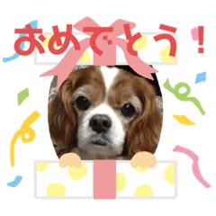 [LINEスタンプ] 愛犬choco-16