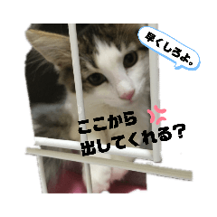 [LINEスタンプ] 子猫スタンプ（アモル）