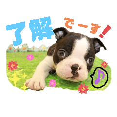 [LINEスタンプ] ボストンケンネルの仲間たち②
